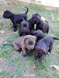 Disponibili cuccioli di corso