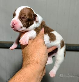 American Pitbull terrier 