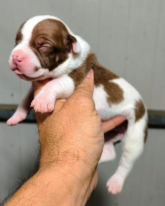 American Pitbull terrier 