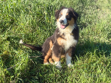 Cuccioli di pastore australiano