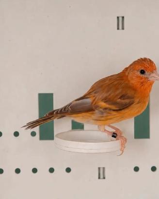 Cardellina
