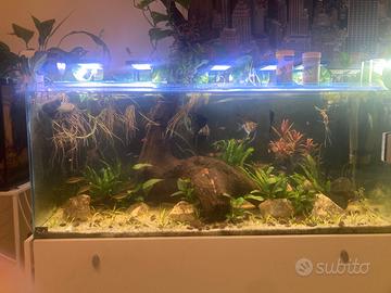 Acquario con supporto in acciaio 120x40x50