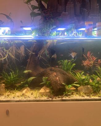 Acquario con supporto in acciaio 120x40x50