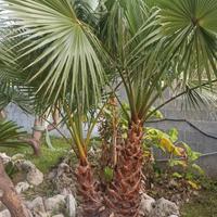 Palme per abbellire giardini