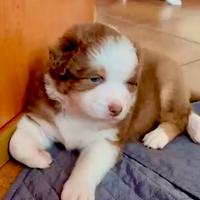 Pastore australiano Australian Shepherd RED