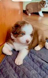Pastore australiano Australian Shepherd RED
