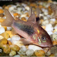 Pesci pulitori corydoras aeneus