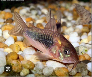 Pesci pulitori corydoras aeneus