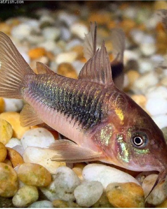 Pesci pulitori corydoras aeneus
