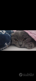 Scottish Fold