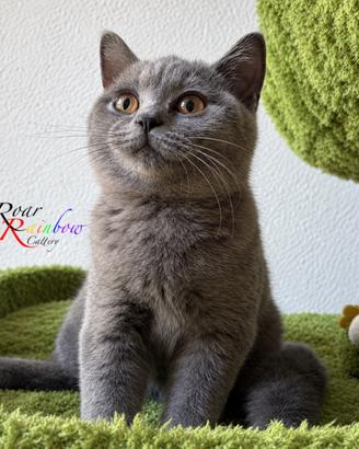 Gattini British Shorthair