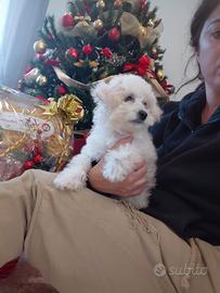 Barboncina toy bianca