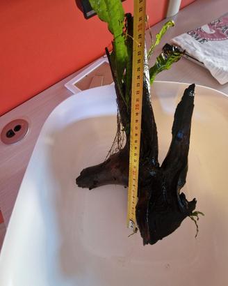 tronco acquario