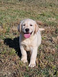 Cuccioli di Labrador, genitori lastrati max punteg
