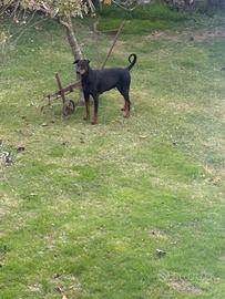 Disponibili Cuccioli di doberman