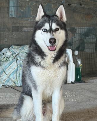 Disponibile siberian husky per monta