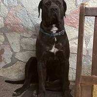 Cane corso disponibile per la monta