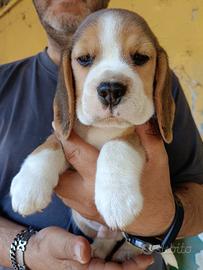 Cuccioli Beagle