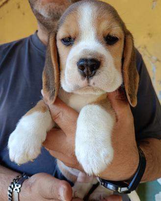 Cuccioli Beagle