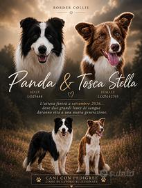 Cuccioli Border Collie