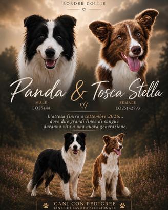 Cuccioli Border Collie