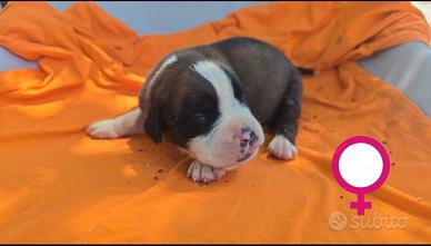 Boxer cuccioli