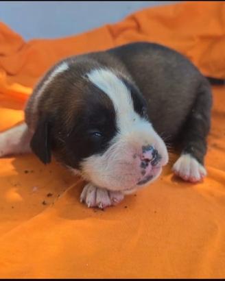 Boxer cuccioli