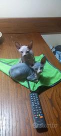 Sphynx