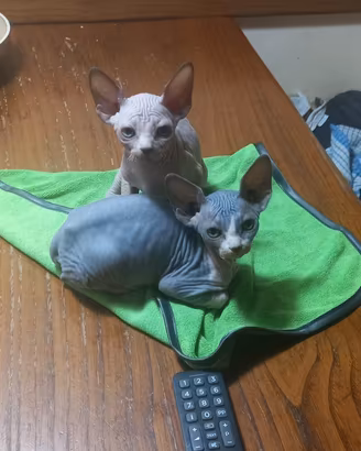 Sphynx