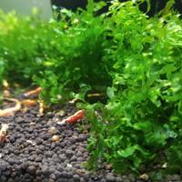 Muschio per acquario con caridine e pesci 