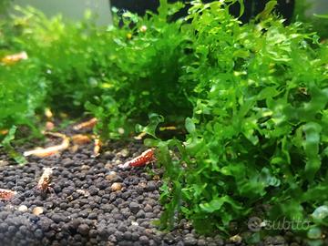 Muschio per acquario con caridine e pesci 
