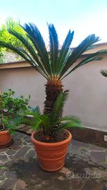 Pianta Cycas Revoluta grande 170/180 cm