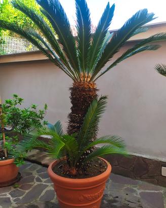 Pianta Cycas Revoluta grande 170/180 cm