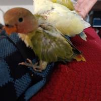 Inseparabile
