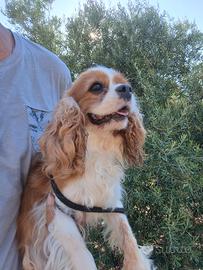 Cavalier King