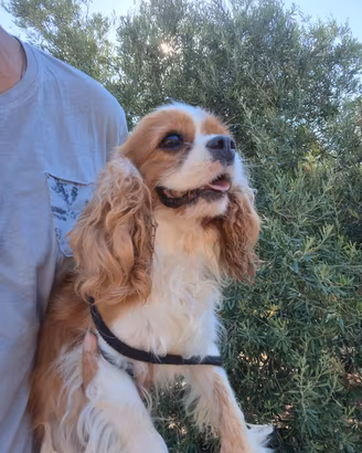 Cavalier King