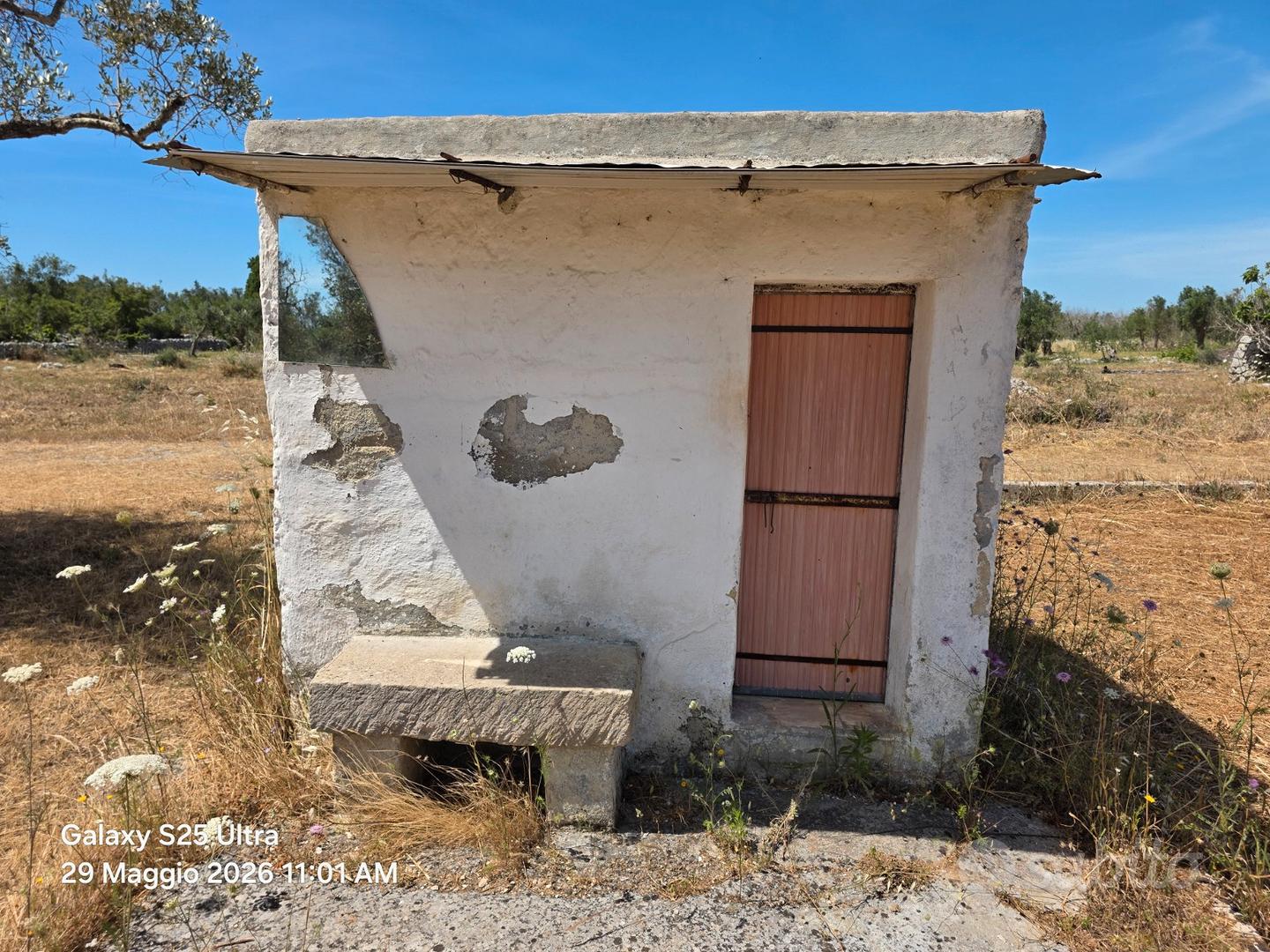 Terreno con Ulivi - Altro