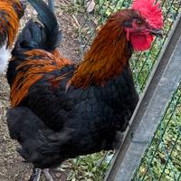 Giovane gallo marans