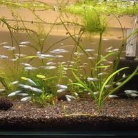 Medaka ricet fish Platinum