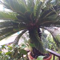 Esemplare Cycas