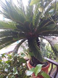 Esemplare Cycas