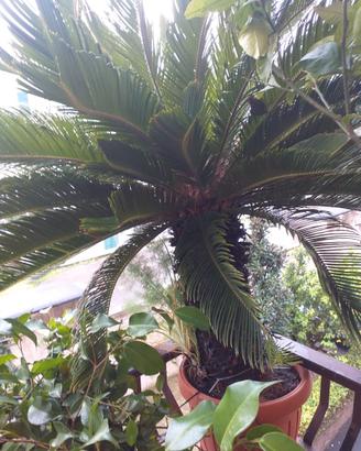 Esemplare Cycas