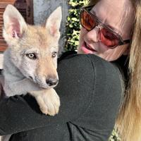 Cuccioli di cane lupo cecoslovacco