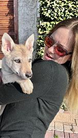 Cuccioli di cane lupo cecoslovacco