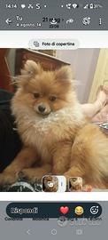 Spitz maschio