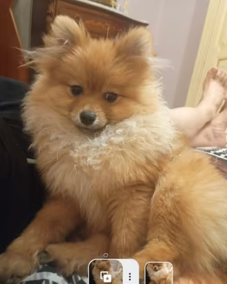 Spitz maschio