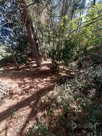 Terreno agricolo Balanzano