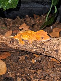 Ciliatus