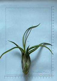 Tillandsia caput-medusae ~15 cm