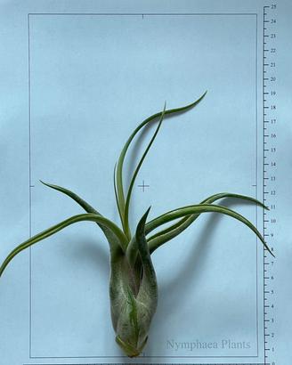 Tillandsia caput-medusae ~15 cm